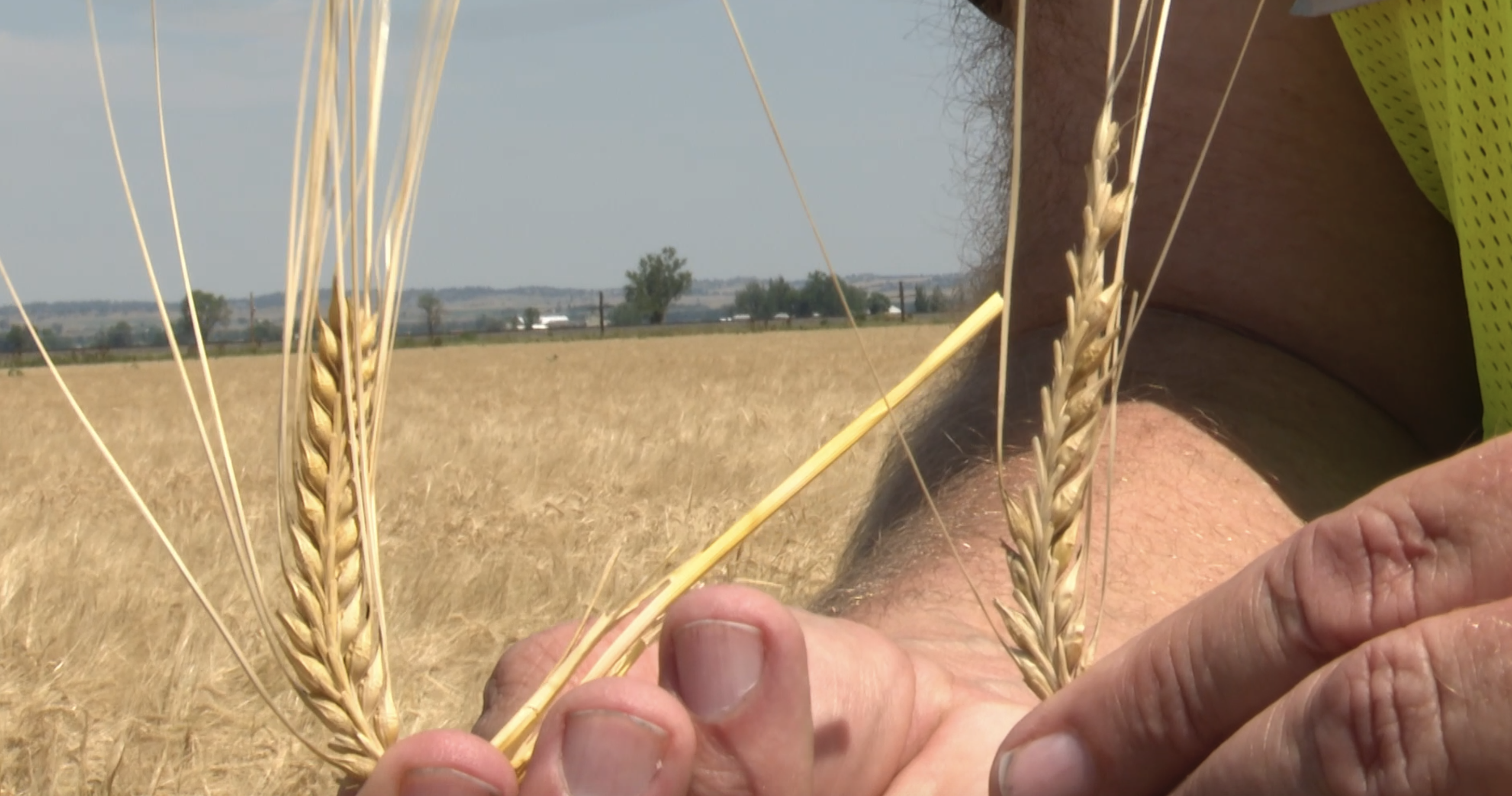 Some Montana barley farmers worry heavy storms could ruin crops - Vimarsana News